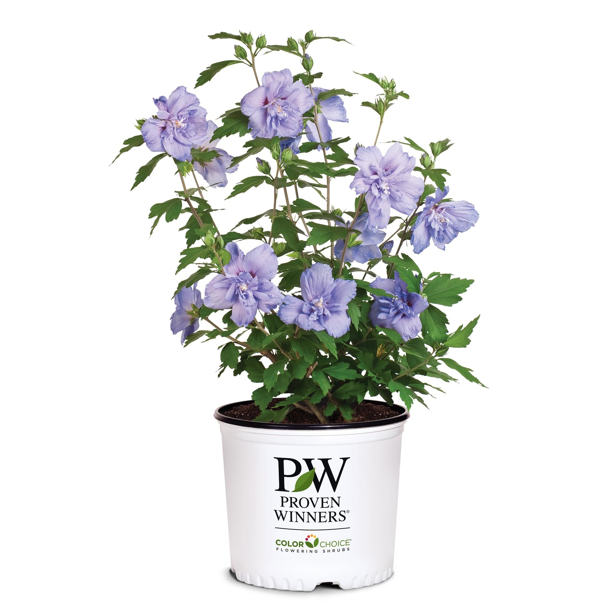 2 Gallon Proven Winners Blue Chiffon Hibiscus Shrub